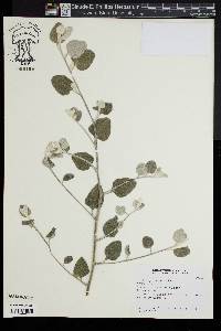 Helichrysum petiolare image