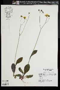 Hieracium venosum image