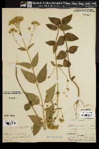 Eupatorium aromaticum image