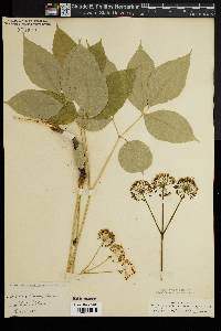 Aralia nudicaulis image