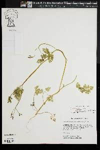 Chaerophyllum procumbens image