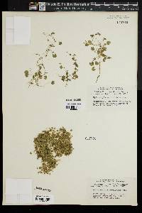 Hydrocotyle rotundifolia image
