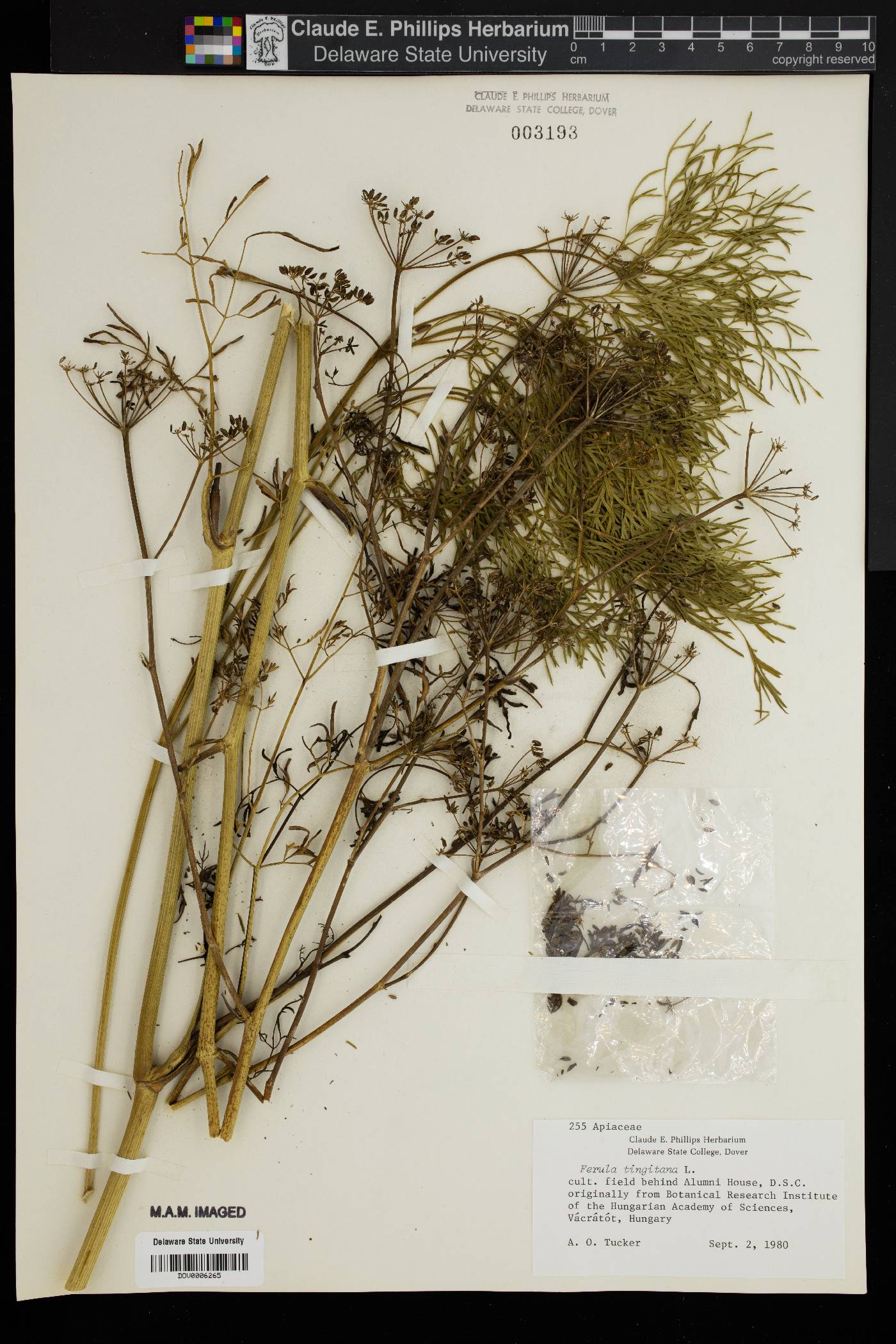 Ferula tingitana image