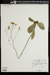 Hieracium venosum image