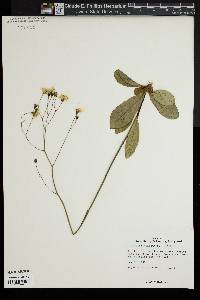 Hieracium venosum image