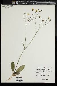 Hieracium venosum image