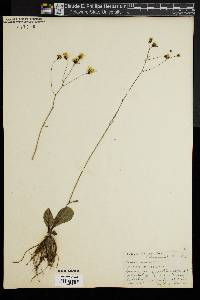 Hieracium venosum image