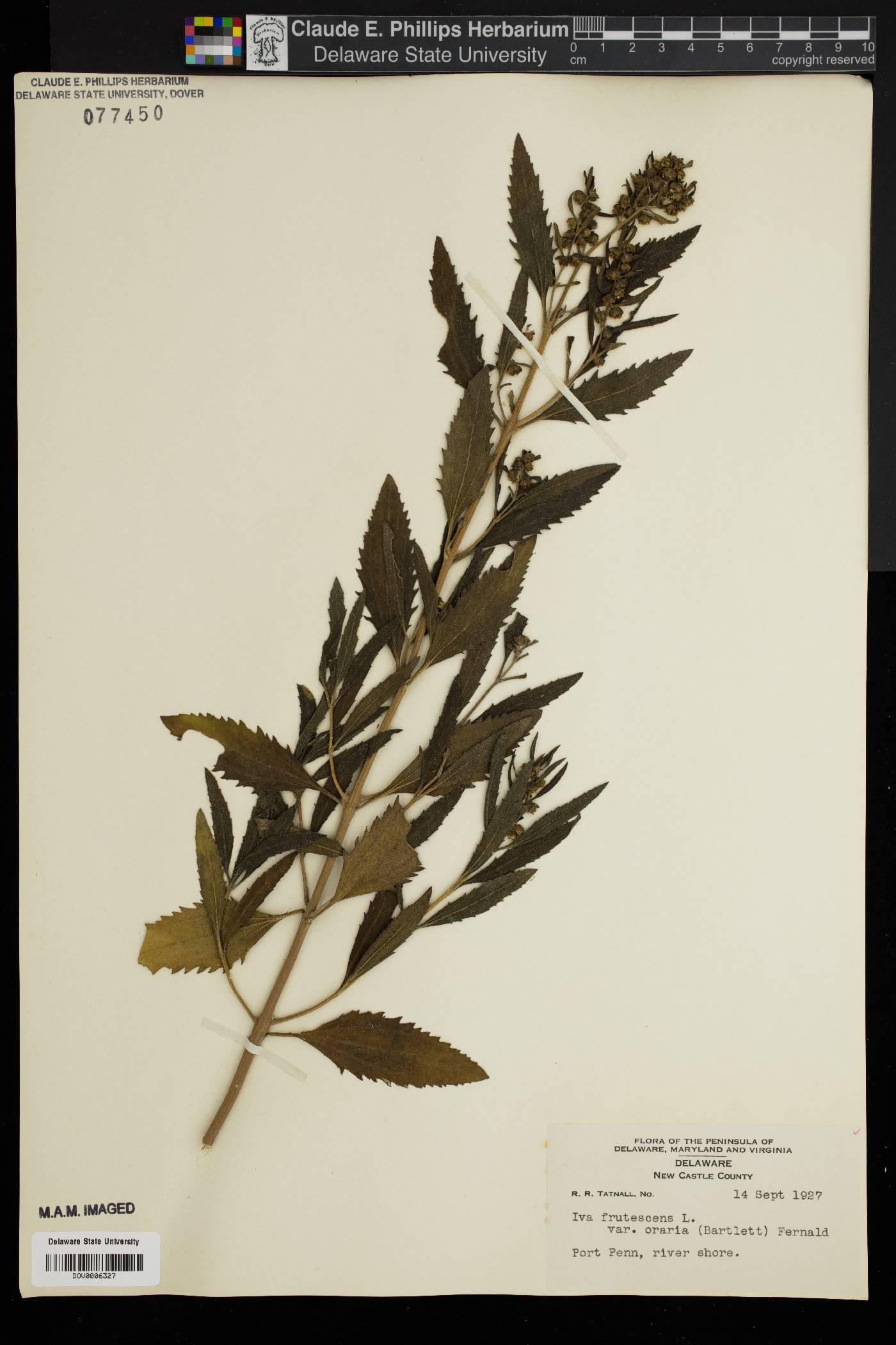Iva frutescens subsp. oraria image