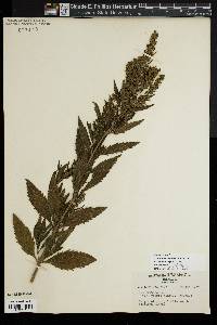 Iva frutescens subsp. oraria image