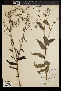 Lactuca integrifolia image