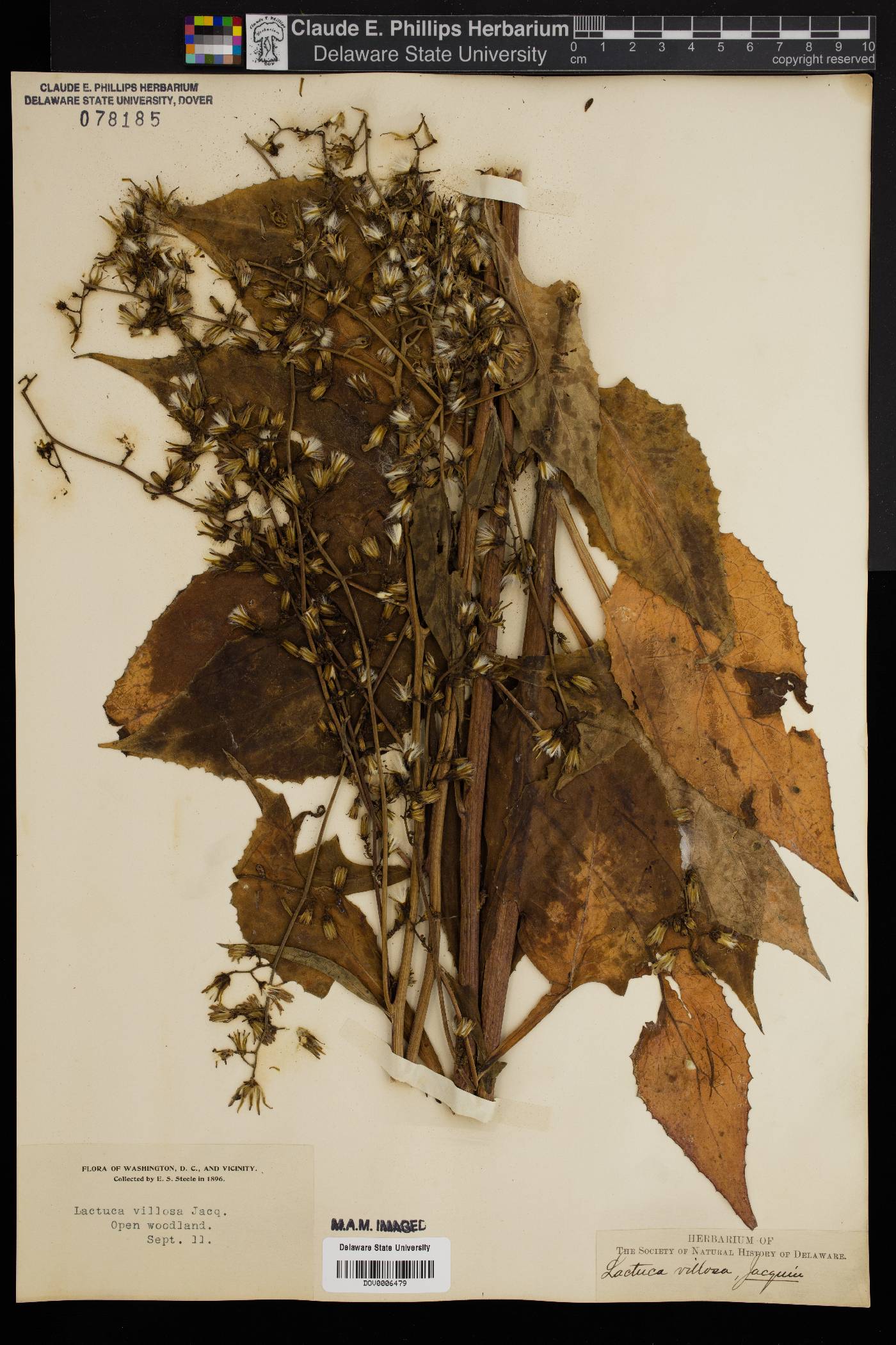 Lactuca floridana var. villosa image