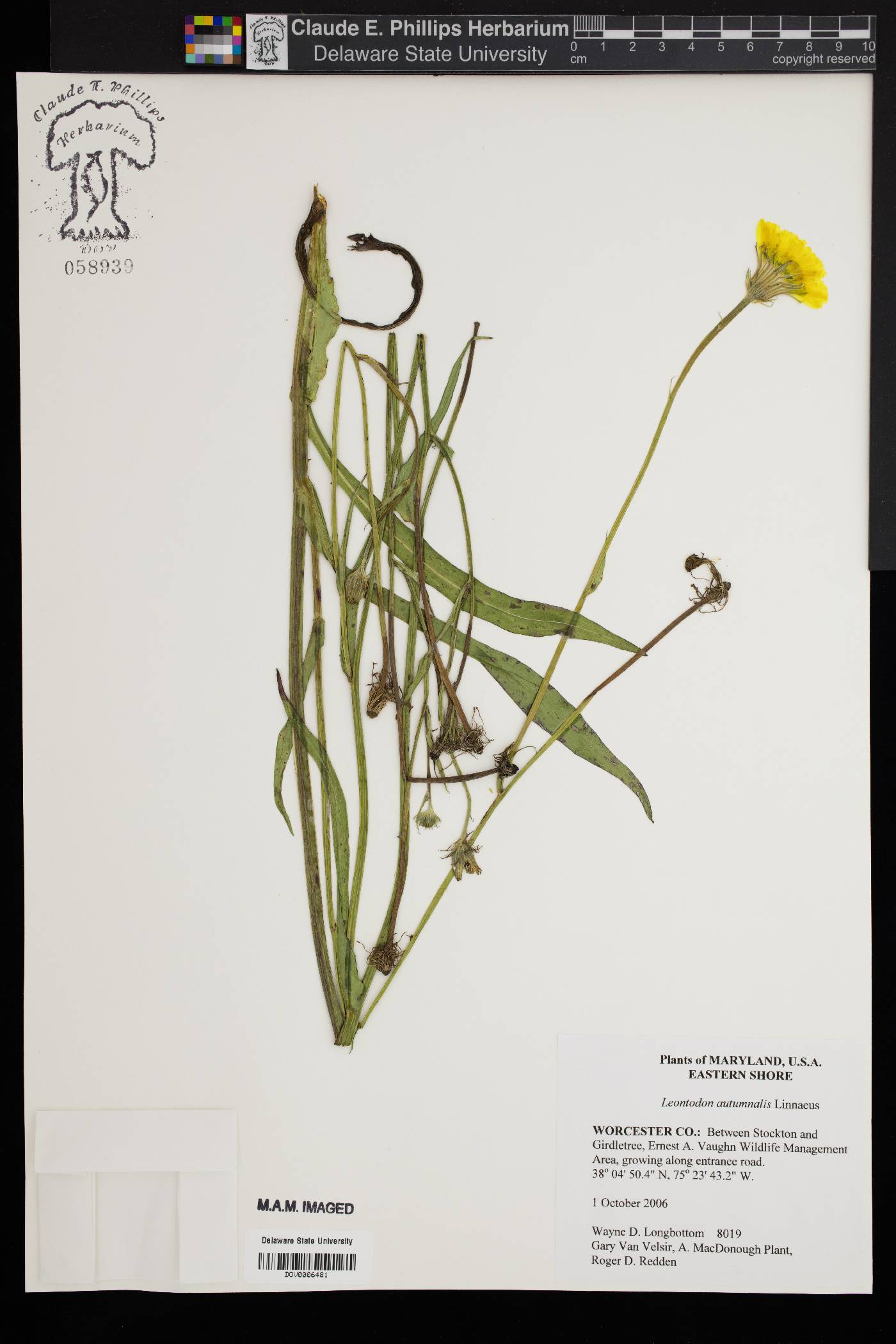 Leontodon autumnalis image