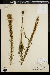 Liatris pilosa image