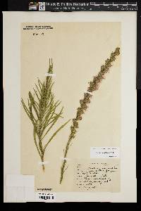 Liatris pilosa image