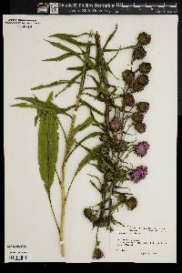 Liatris aspera image