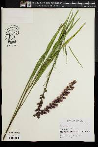 Liatris spicata image