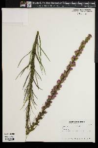 Liatris spicata image