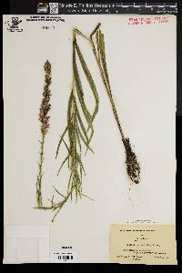 Liatris spicata image