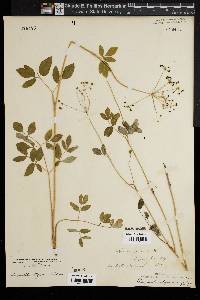 Pimpinella integerrima image