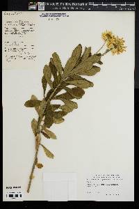 Leucanthemum nipponicum image