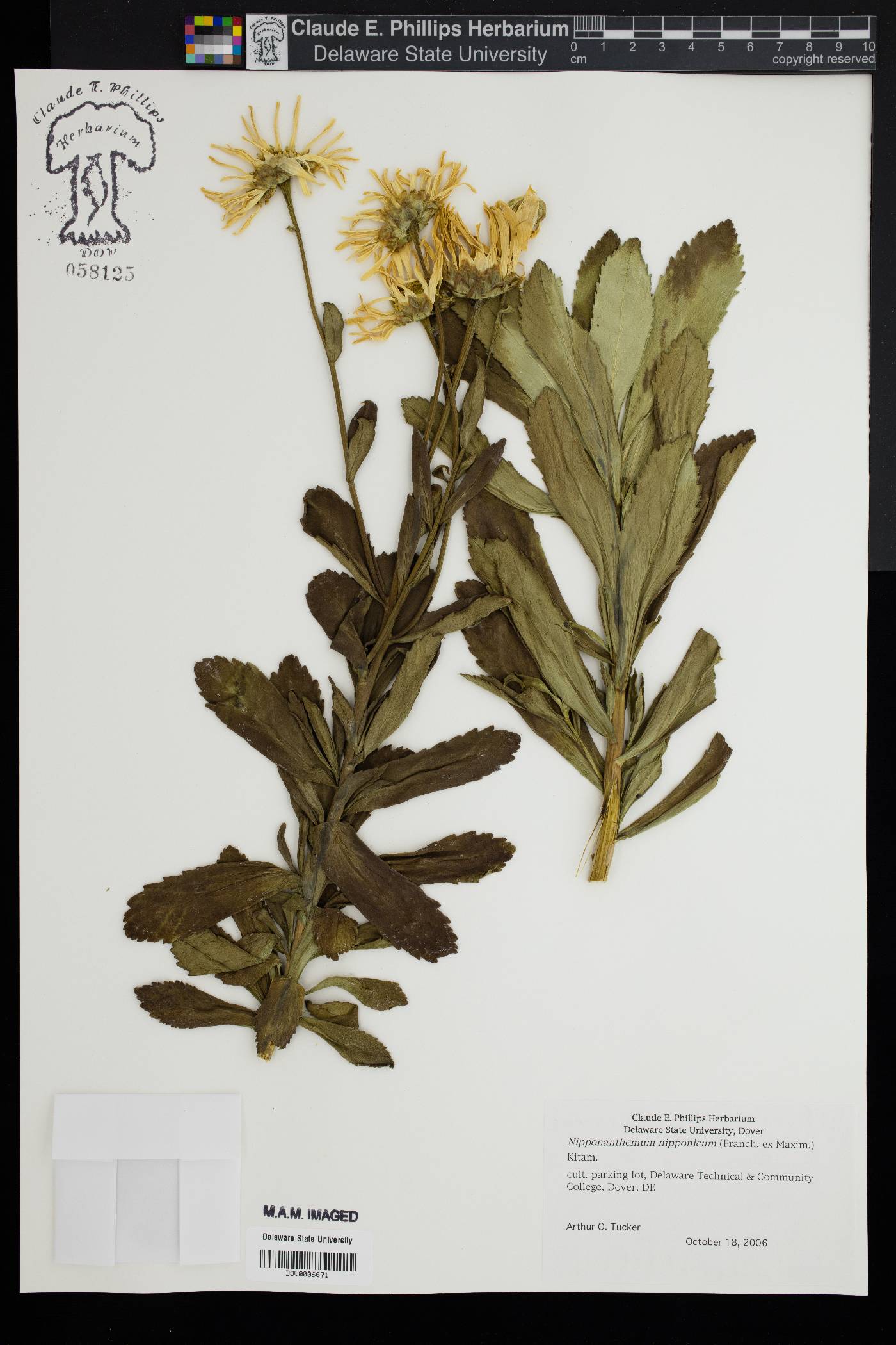 Nipponanthemum nipponicum image