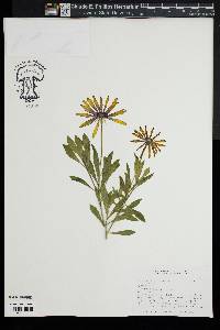 Osteospermum ecklonis image