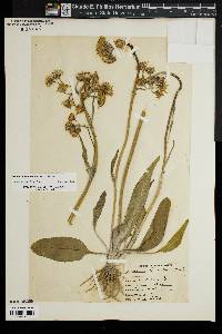 Packera tomentosa image