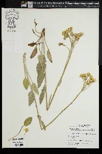 Packera tomentosa image