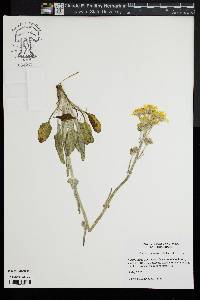 Packera tomentosa image