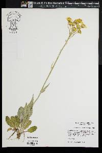 Packera tomentosa image