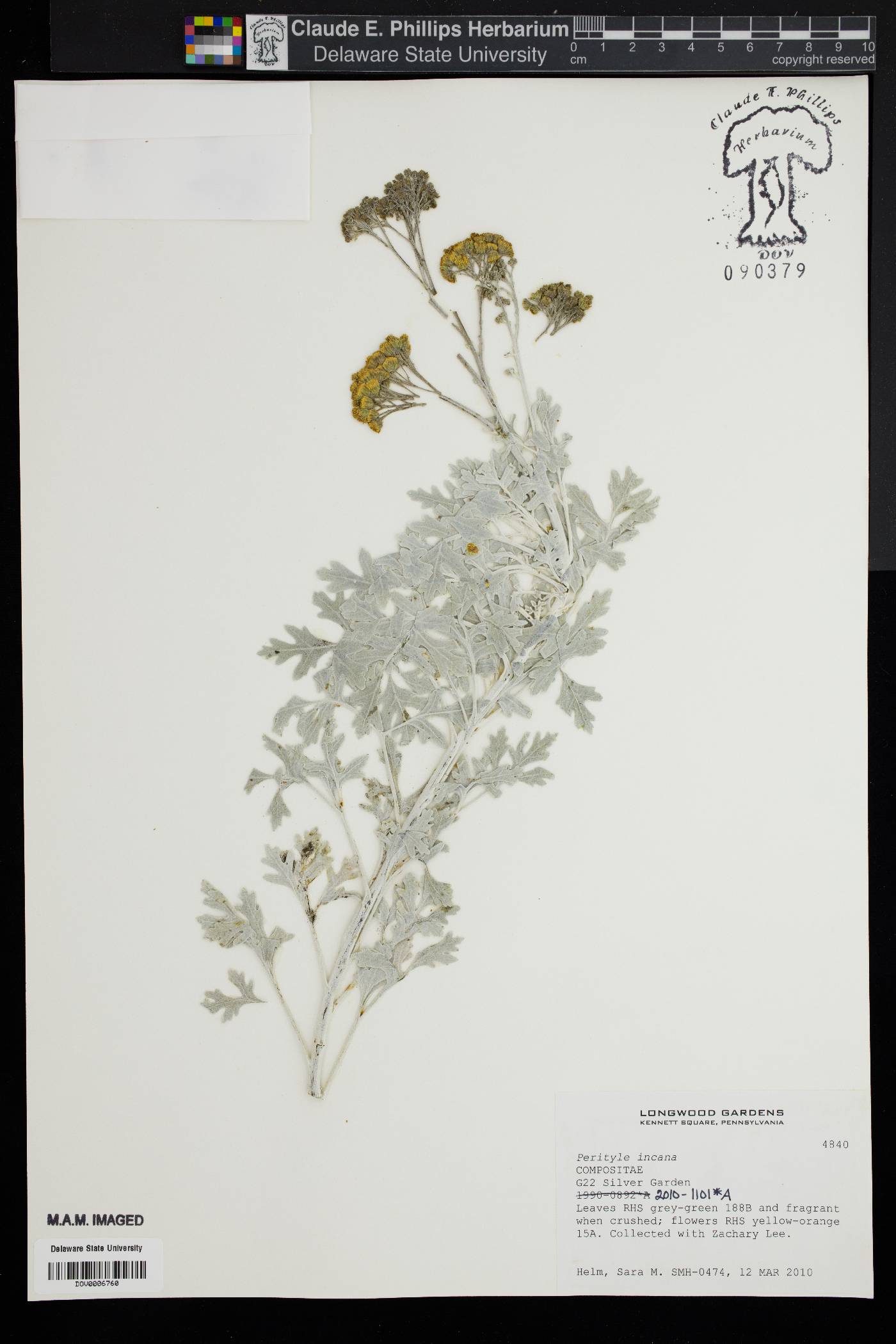 Perityle incana image