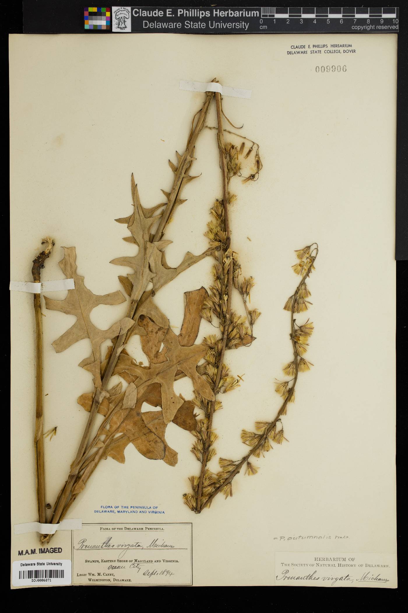 Nabalus autumnalis image