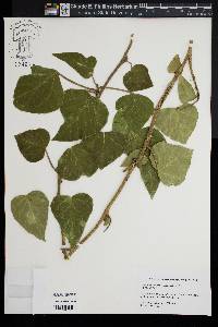 Hedera hibernica image