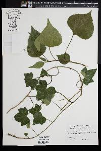 Hedera hibernica image