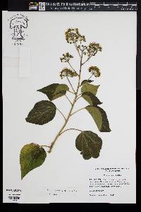 Hedera hibernica image