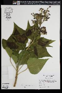 Hedera hibernica image