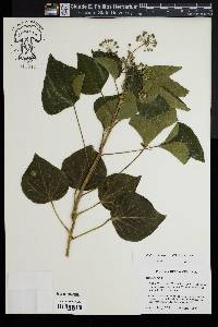 Hedera hibernica image