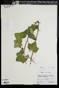 Hedera hibernica image