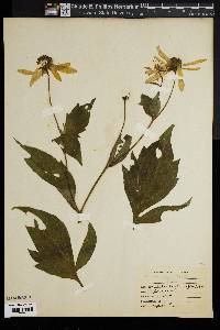 Rudbeckia brittonii image