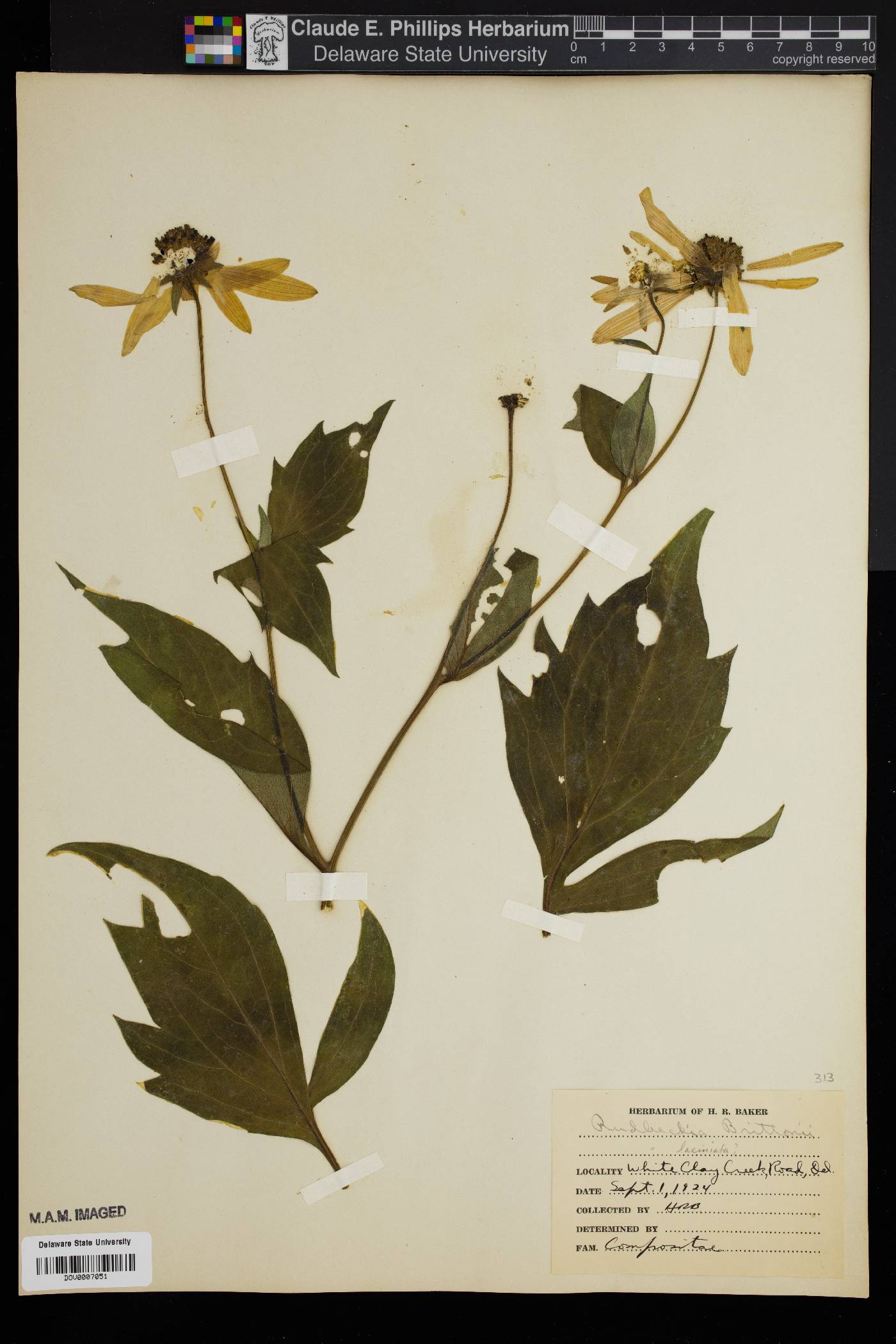 Rudbeckia brittonii image