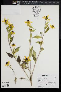 Rudbeckia triloba image