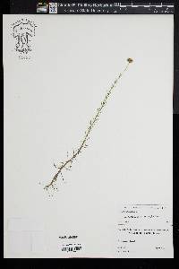 Sclerolepis uniflora image