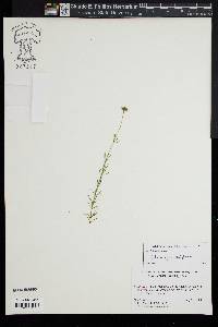 Sclerolepis uniflora image