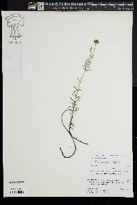 Sclerolepis uniflora image