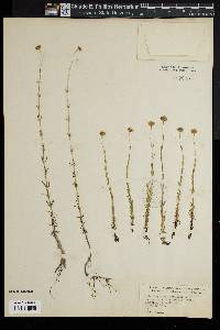 Sclerolepis uniflora image