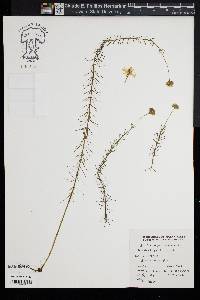 Sclerolepis uniflora image