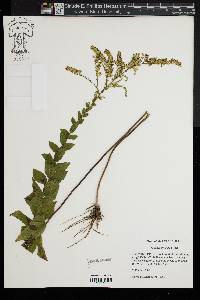 Solidago fistulosa image