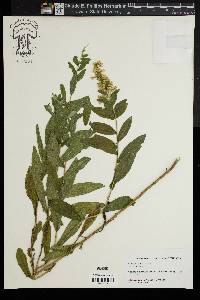 Solidago fistulosa image