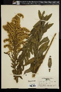 Solidago fistulosa image