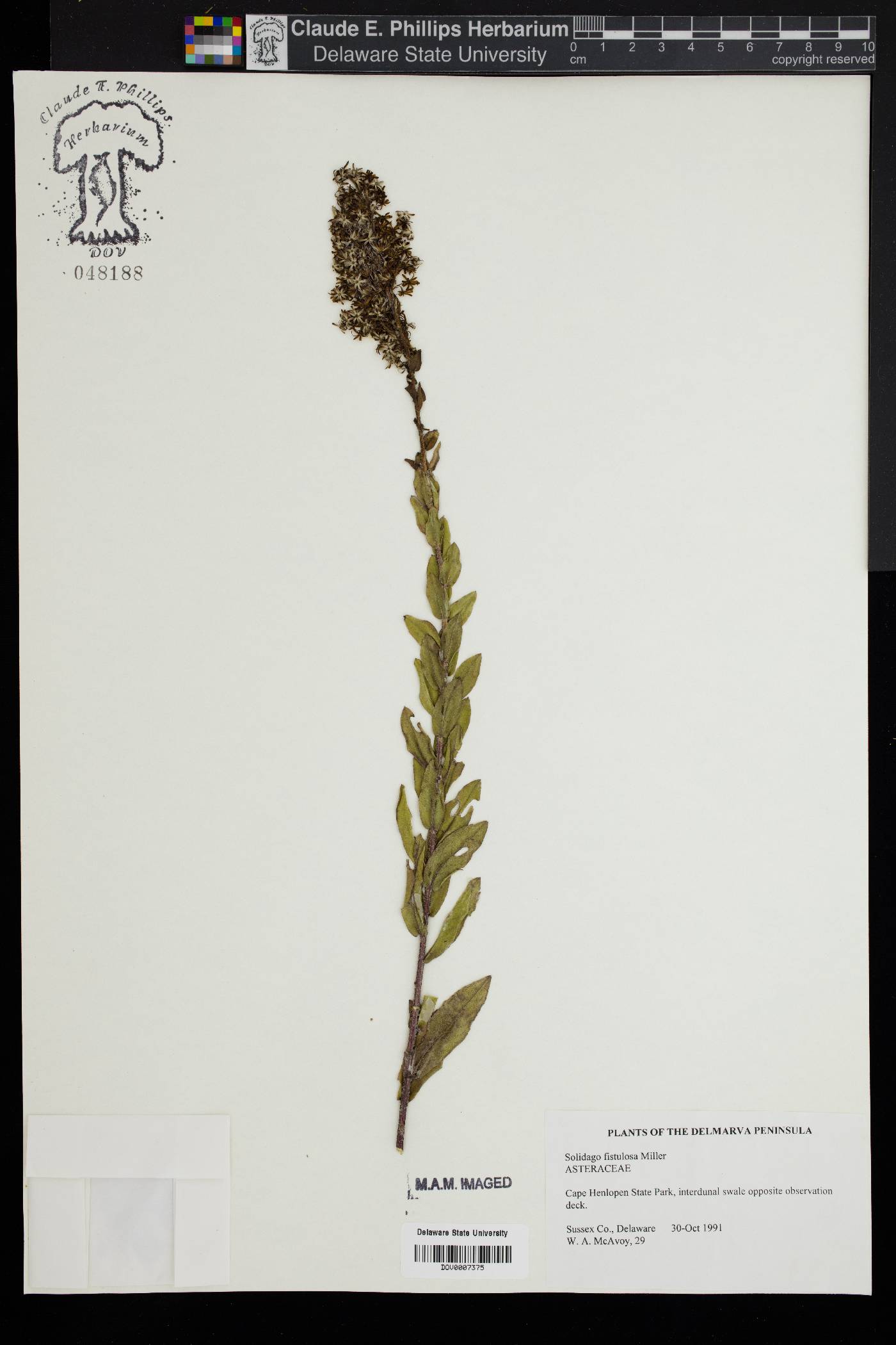 Solidago fistulosa image